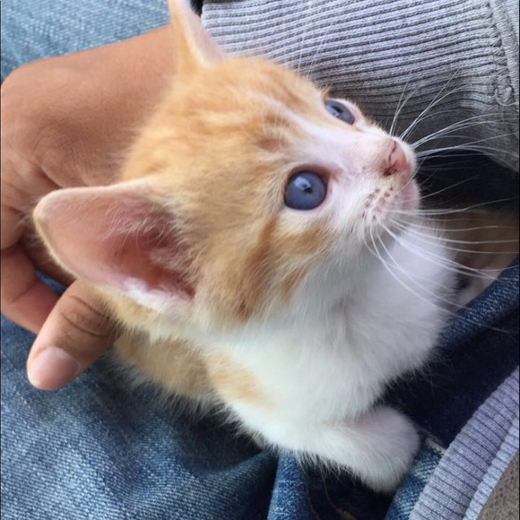 catloverboy